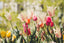 A field of brightly colored tulips