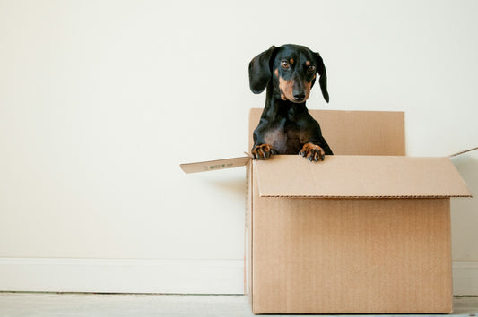 A black dog pokes its head up out of a cardboard moving box