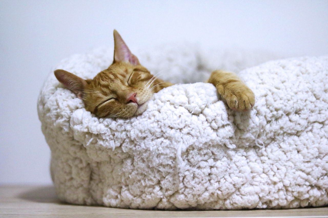 An orange cat sleeps on a fluffy white cushion, with one paw hanging over the side.