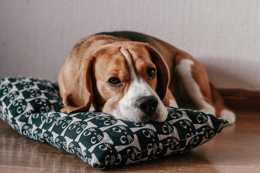 A beagle dog looks bored while lying on a green and white pillow