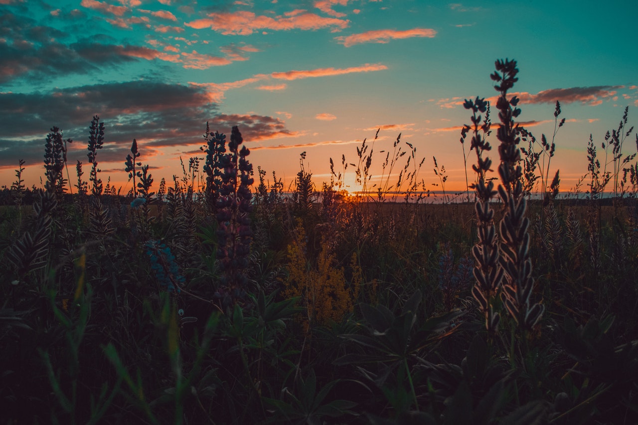 Wildflowers in front of a pink and blue sunset