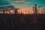 Wildflowers in front of a pink and blue sunset