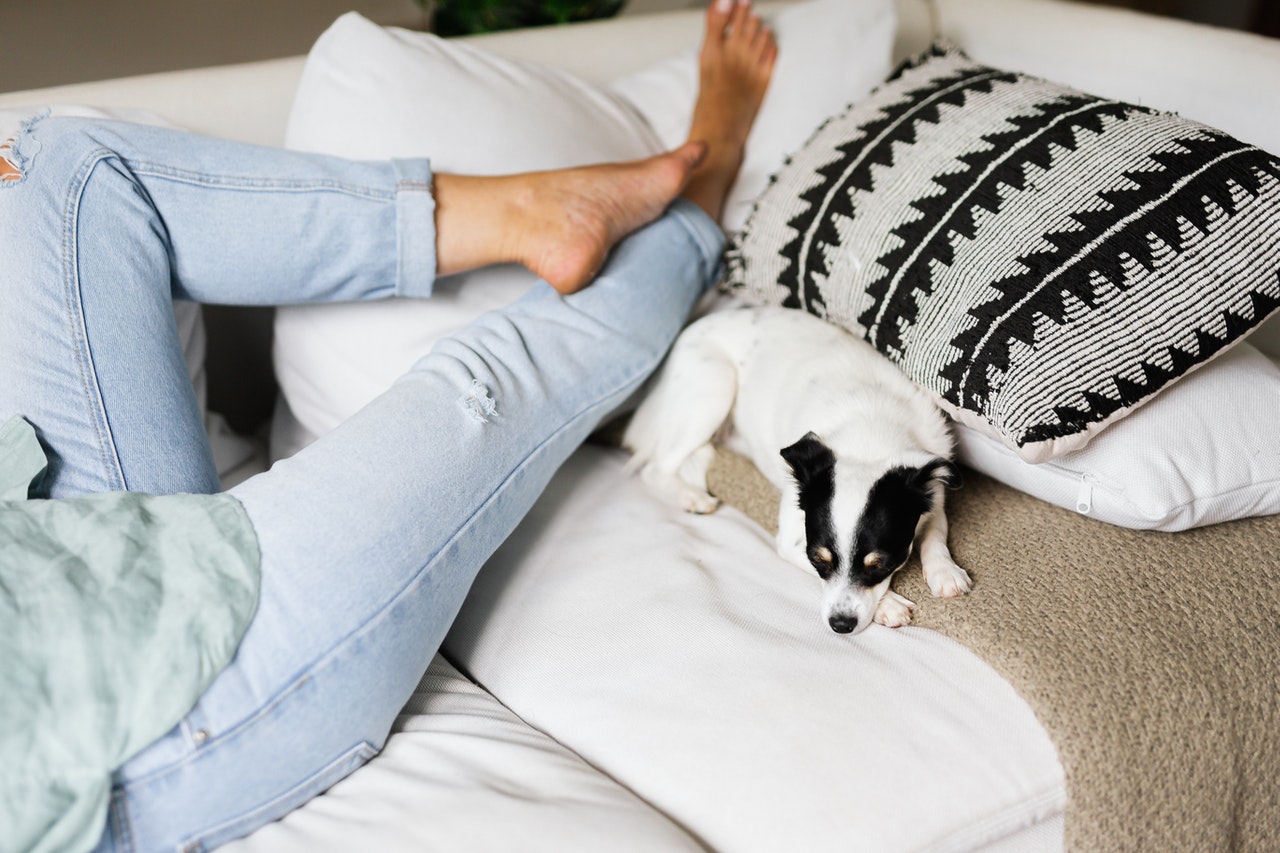 A woman's legs in light blue jeans extend across a white couch next to a sleeping small white dog.