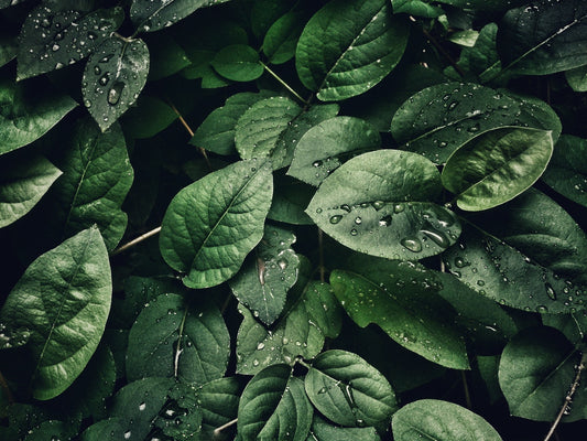 Dark green leaves with drops of water