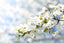 White flowers on a branch