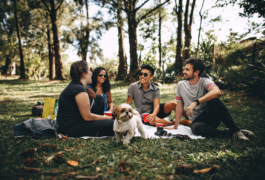 Four friends and a white dog sit on a blanket in a park